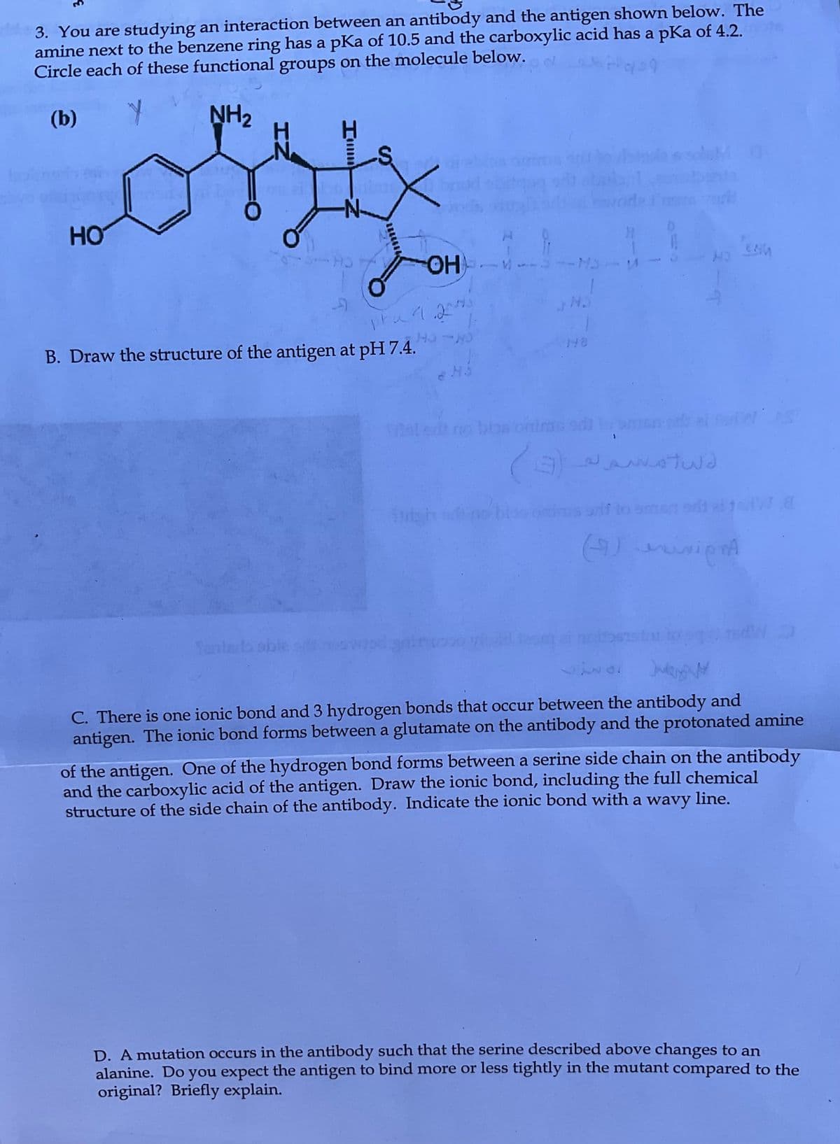 3. You are studying an interaction between an antibody and the antigen shown below. The
amine next to the benzene ring has a pKa of 10.5 and the carboxylic acid has a pKa of 4.2.
Circle each of these functional groups on the molecule below.
(b)
Y NH₂
HO
B. Draw the structure of the antigen at pH 7.4.
Santeita oble
OHM-
pra 120773
1111
Suish
MS
HJ
HO
ng bbsonings sd
(3) ~
misn
11
ال مام له
Nor
Tesn
prifto emen
(JurisionA
WAS
Wa
Judas
C. There is one ionic bond and 3 hydrogen bonds that occur between the antibody and
antigen. The ionic bond forms between a glutamate on the antibody and the protonated amine
of the antigen. One of the hydrogen bond forms between a serine side chain on the antibody
and the carboxylic acid of the antigen. Draw the ionic bond, including the full chemical
structure of the side chain of the antibody. Indicate the ionic bond with a wavy line.
D. A mutation occurs in the antibody such that the serine described above changes to an
alanine. Do you expect the antigen to bind more or less tightly in the mutant compared to the
original? Briefly explain.