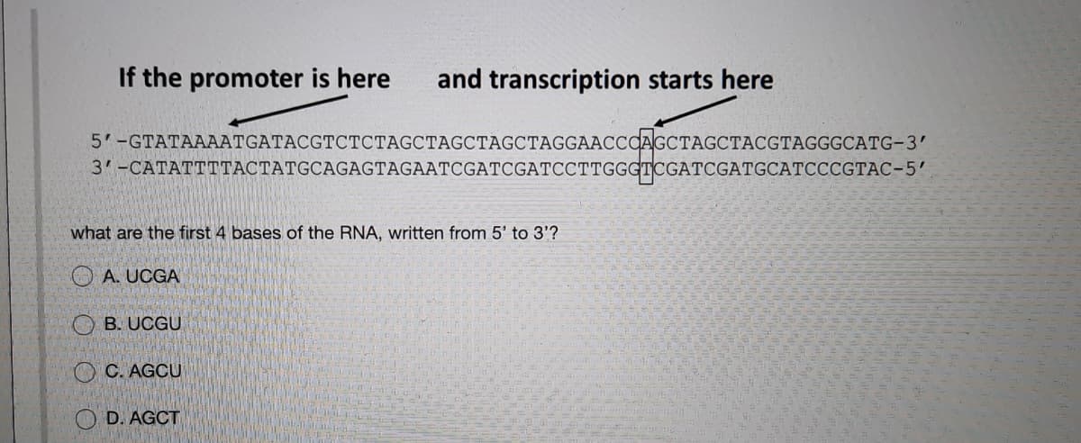 If the promoter is here
and transcription starts here
5' -GTATAAAАTGATACGTCTСТAGСТАGCTАGCTAGGAACCOАGСТAGCTАCGTAGGGCATG-3'
3'-САТАТТTАСТАТGCAGAGTAGAATCGATCGATCCТTGGGTOGATCGATGCATСССGТАС-5"
what are the first 4 bases of the RNA, written from 5' to 3'?
ОА. UCGA
О в. UCGU
ОС. AGCU
О D. AGCT
