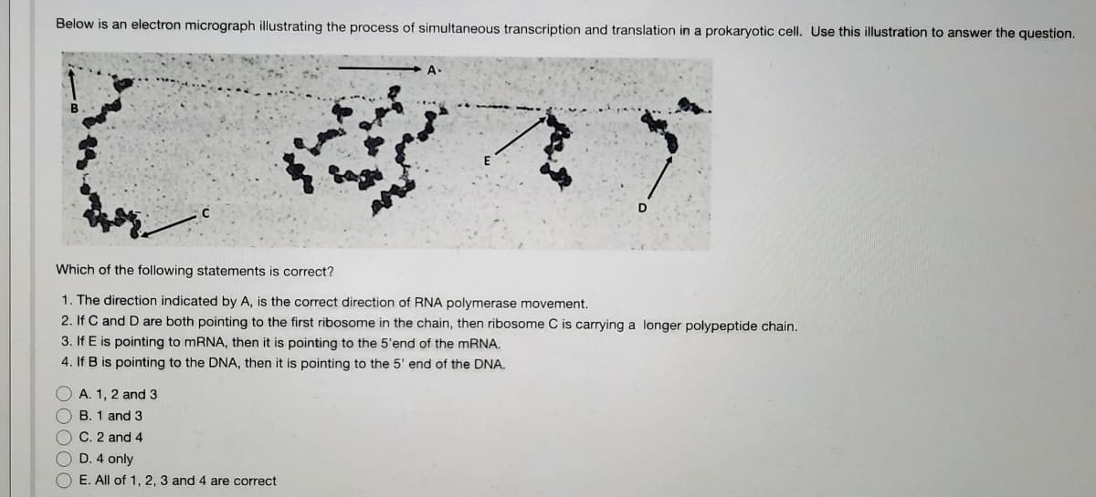 Below is an electron micrograph illustrating the process of simultaneous transcription and translation in a prokaryotic cell. Use this illustration to answer the question.
A.
Which of the following statements is correct?
1. The direction indicated by A, is the correct direction of RNA polymerase movement.
2. If C and D are both pointing to the first ribosome in the chain, then ribosome C is carrying a longer polypeptide chain.
3. If E is pointing to mRNA, then it is pointing to the 5'end of the mRNA.
4. If B is pointing to the DNA, then it is pointing to the 5' end of the DNA.
O A. 1, 2 and 3
O B. 1 and 3
O C. 2 and4
O D. 4 only
O E. All of 1, 2, 3 and 4 are correct
