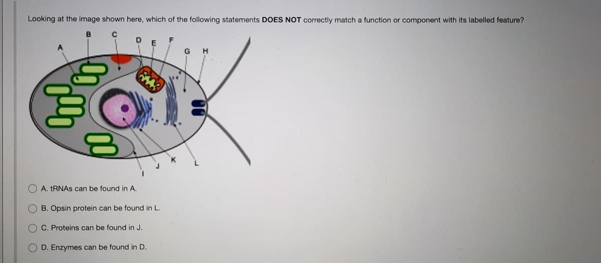 Looking at the image shown here, which of the following statements DOES NOT correctly match a function or component with its labelled feature?
E
O A. tRNAS can be found in A.
OB. Opsin protein can be found in L.
C. Proteins can be found in J.
O D. Enzymes can be found in D.
