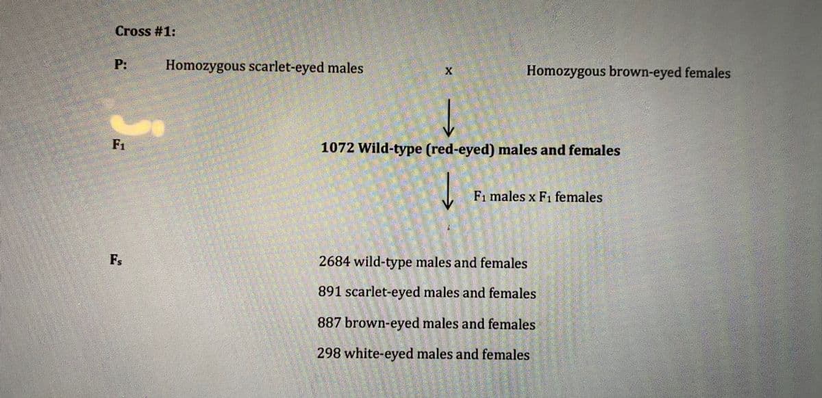 Cross #1:
P:
F₁
Fs
Homozygous scarlet-eyed males
Homozygous brown-eyed females
X
1072 Wild-type (red-eyed) males and females
F1 males x F1 females
2684 wild-type males and females
891 scarlet-eyed males and females
887 brown-eyed males and females
298 white-eyed males and females