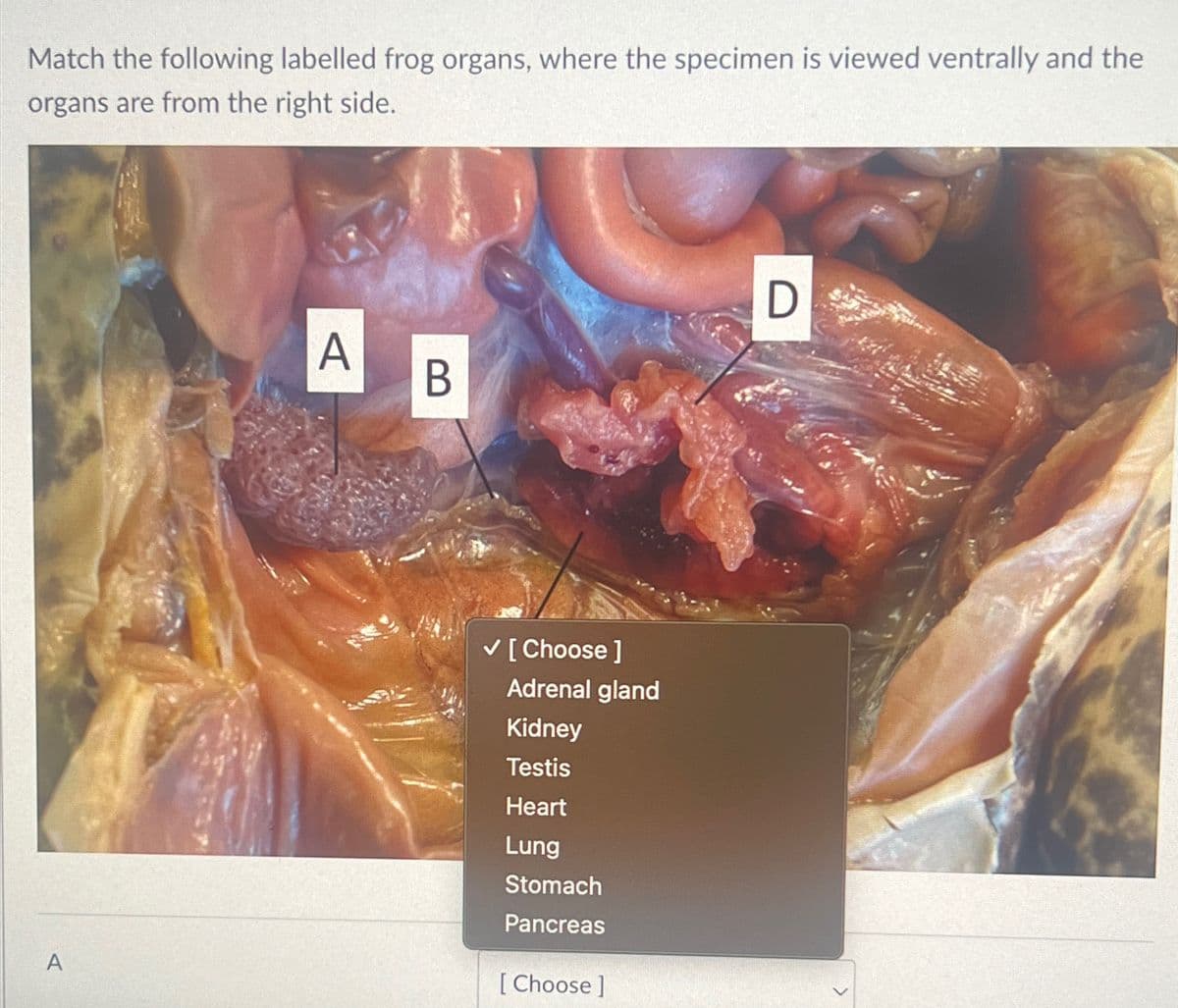 Match the following labelled frog organs, where the specimen is viewed ventrally and the
organs are from the right side.
A
A
B
✓ [Choose ]
Adrenal gland
Kidney
Testis
Heart
Lung
Stomach
Pancreas
[Choose ]
D