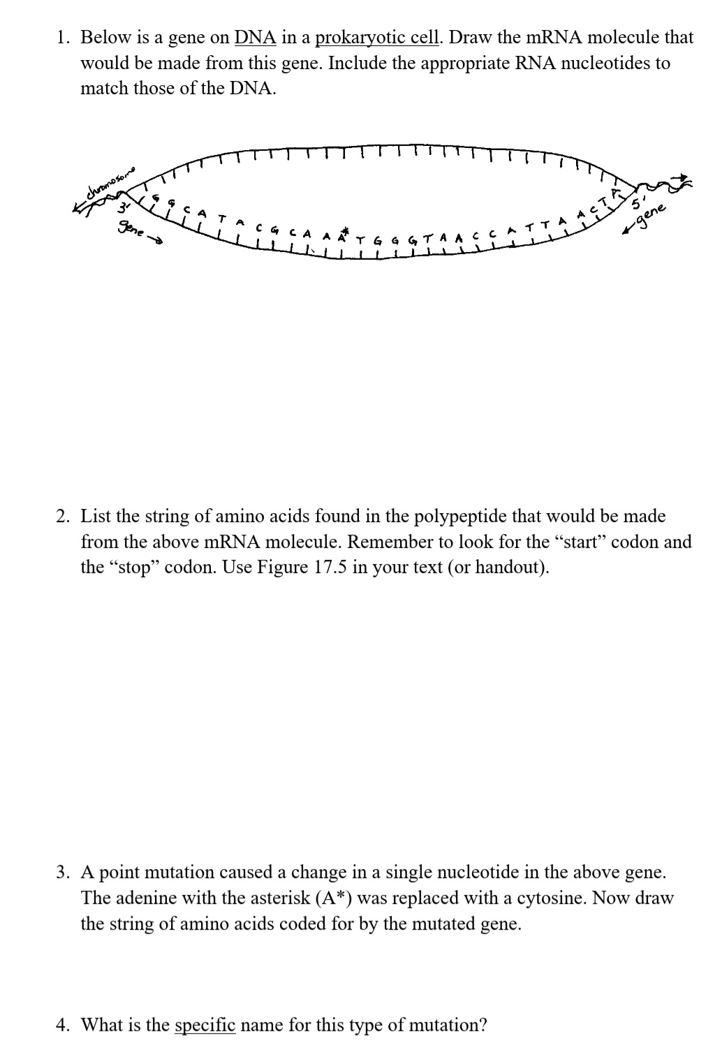 1. Below is a gene on DNA in a prokaryotic cell. Draw the mRNA molecule that
would be made from this gene. Include the appropriate RNA nucleotides to
match those of the DNA.
chromosomo
gene
TG G GT A A
+gene
2. List the string of amino acids found in the polypeptide that would be made
from the above mRNA molecule. Remember to look for the "start" codon and
the "stop" codon. Use Figure 17.5 in your text (or handout).
3. A point mutation caused a change in a single nucleotide in the above gene.
The adenine with the asterisk (A*) was replaced with a cytosine. Now draw
the string of amino acids coded for by the mutated
gene.
4. What is the specific name for this type of mutation?
