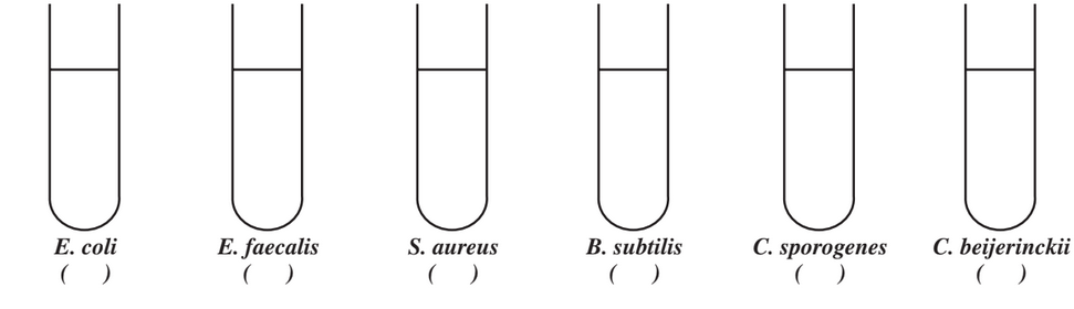 E. faecalis
S. aureus
B. subtilis
C. sporogenes
C. beijerinckii
E. coli
