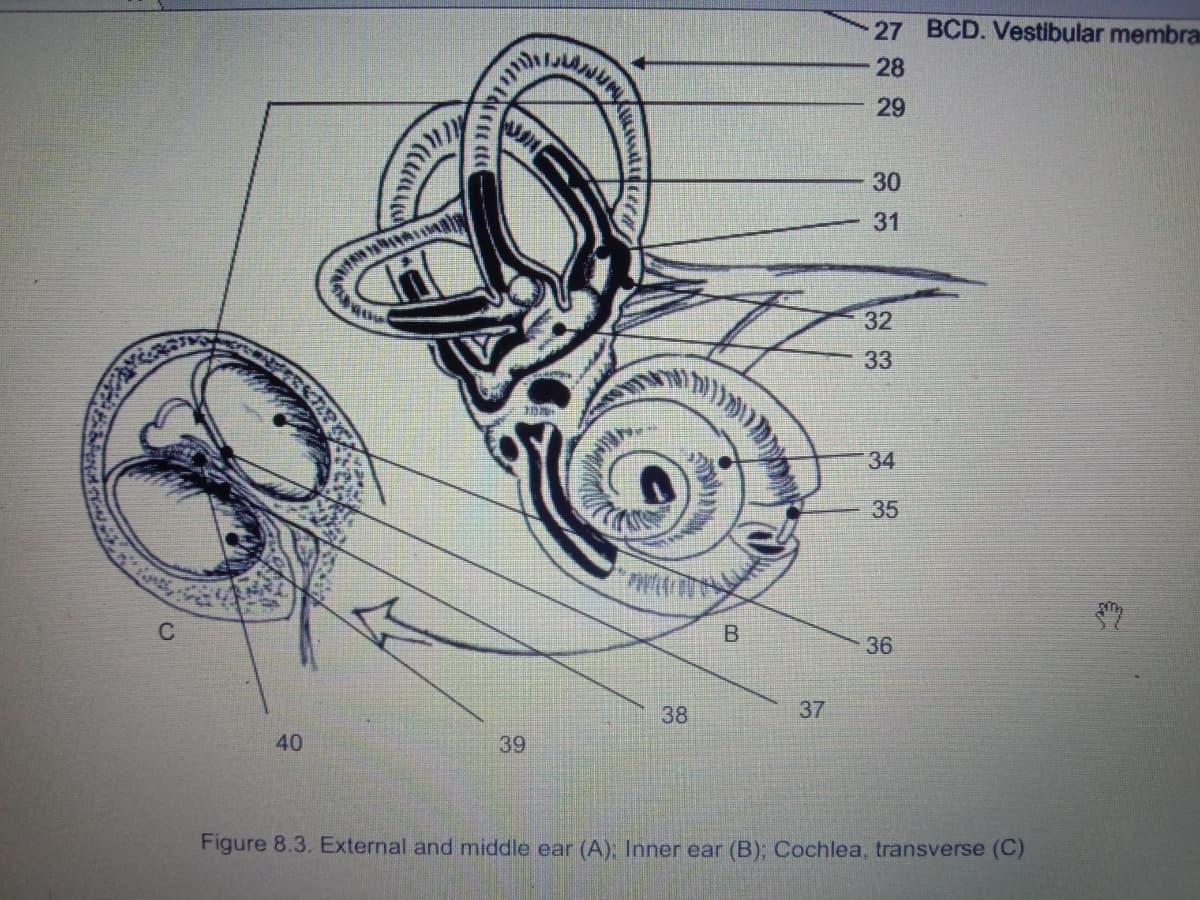 27 BCD. Vestibular membra
28
29
30
31
32
33
34
35
C
36
38
37
40
39
Figure 8.3. External and middle ear (A); Inner ear (B); Cochlea, transverse (C)
B.
utila
