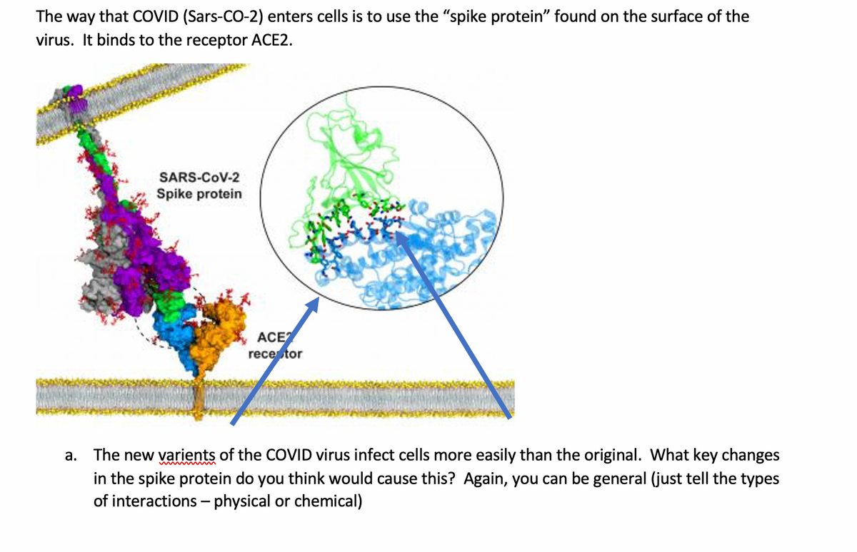 The way that COVID (Sars-CO-2) enters cells is to use the "spike protein" found on the surface of the
virus. It binds to the receptor ACE2.
SARS-COV-2
Spike protein
ACE
recetor
a. The new varients of the COVID virus infect cells more easily than the original. What key changes
in the spike protein do you think would cause this? Again, you can be general (just tell the types
of interactions – physical or chemical)
