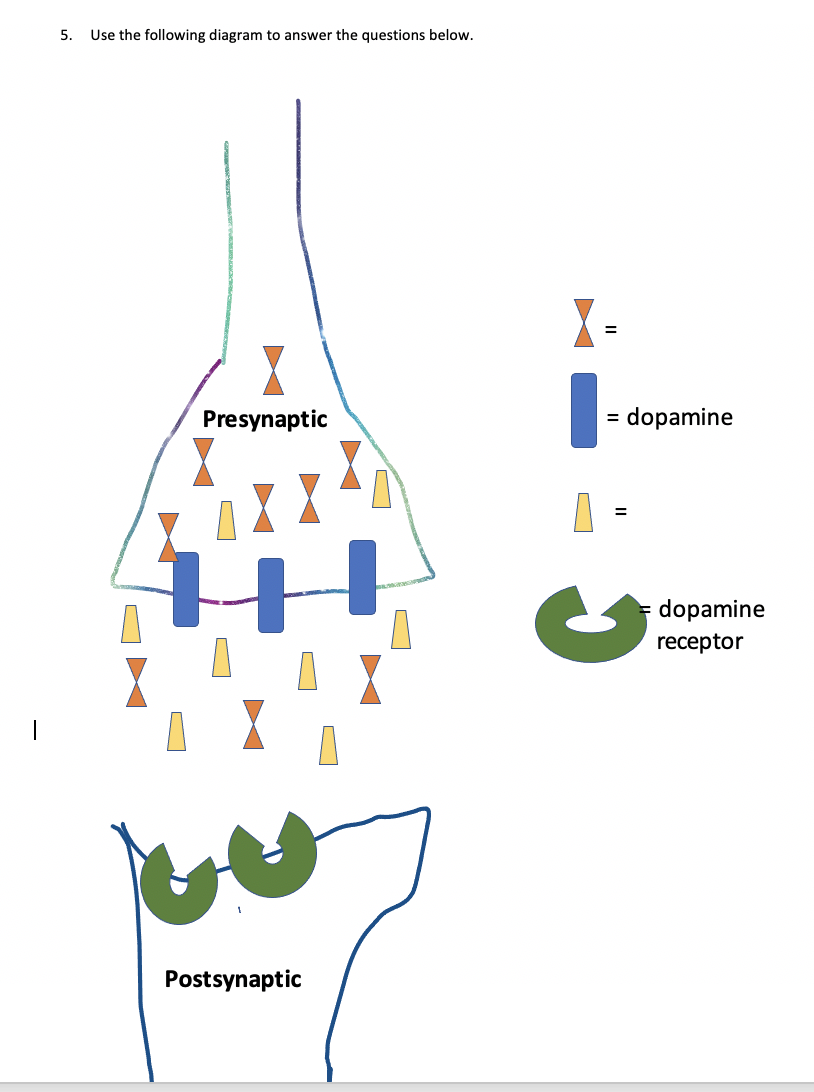 5.
Use the following diagram to answer the questions below.
X-
Presynaptic
= dopamine
%3D
dopamine
receptor
|
Postsynaptic
