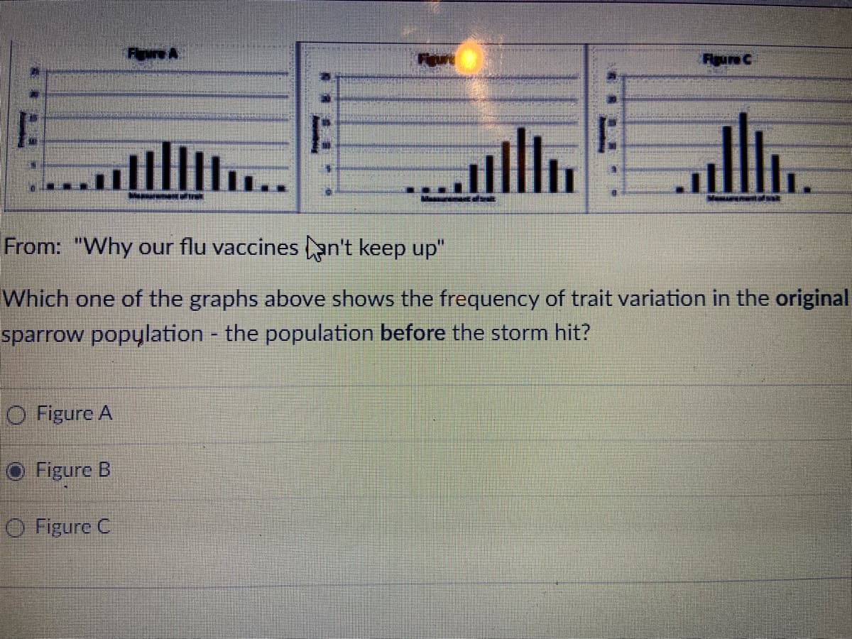 Feure A
Figure C
1:
llh
From: "Why our flu vaccines Lạn't keep up"
Which one of the graphs above shows the frequency of trait variation in the original
sparrow popųlation - the population before the storm hit?
O Figure A
Figure B
O Figure C
