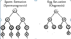 Sperm formation
(Spermatogenesis)
Egg for.ation
(Oogenesis)
