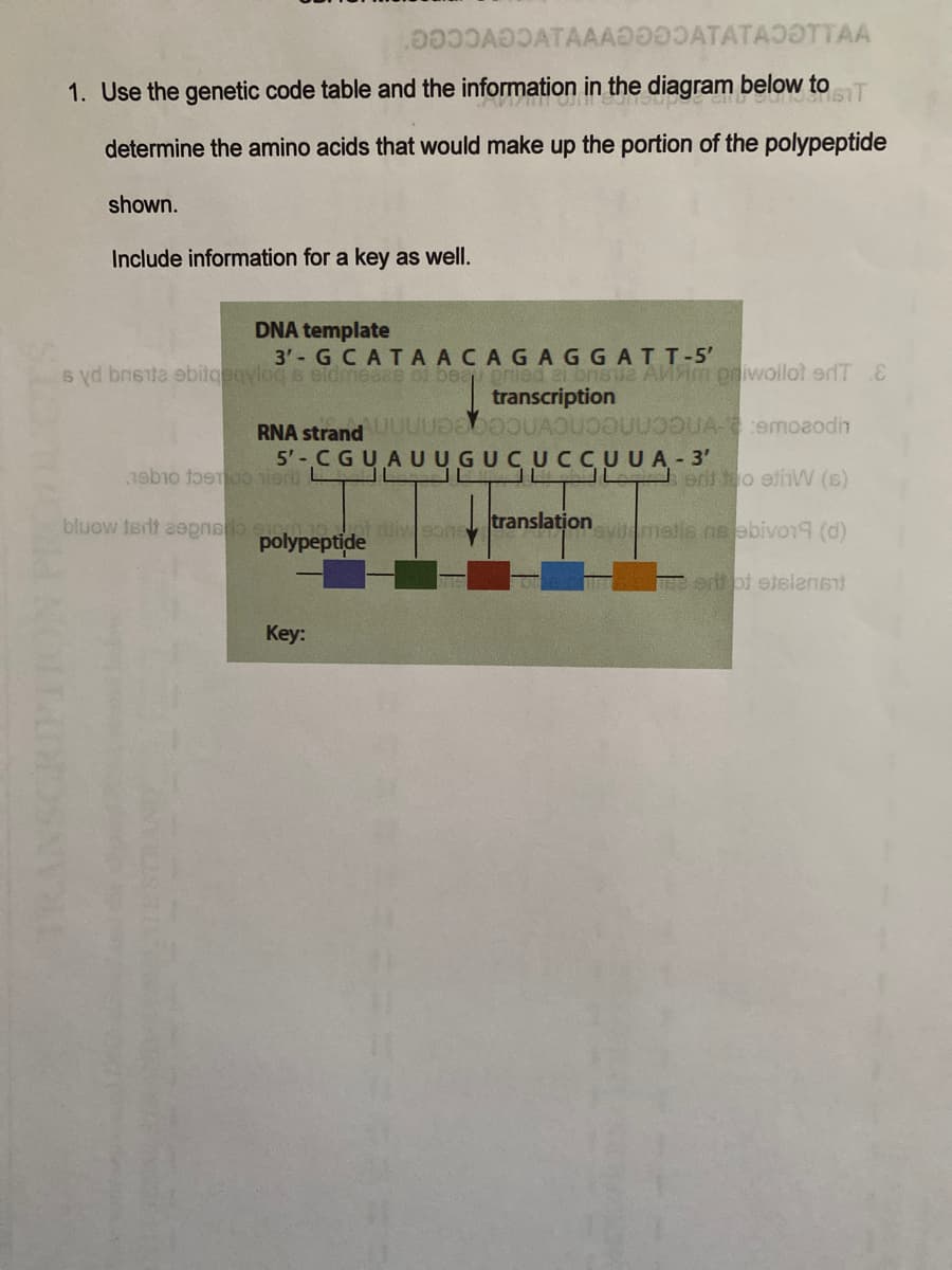 pcc300ATAAADATATAOOTTAA
1. Use the genetic code table and the information in the diagram below to
determine the amino acids that would make up the portion of the polypeptide
shown.
Include information for a key as well.
DNA template
3' G CATA ACAGAGGATT-5'
al bnsua AMAm pniwollot erfT E
transcription
s yd bnsita ebitgeqylog s sidmeaze of beae
RNA strandUU UAOUOUU A-emoaodin
5'-CGUA
AUUGUC UCCUUA- 3'
J J JL erit o elinW (s)
translation
bluow terdt aspnso sigootiwsone
polypeptide
viemetis ns ebivo19 (d)
ent ot etslanT
Key:
