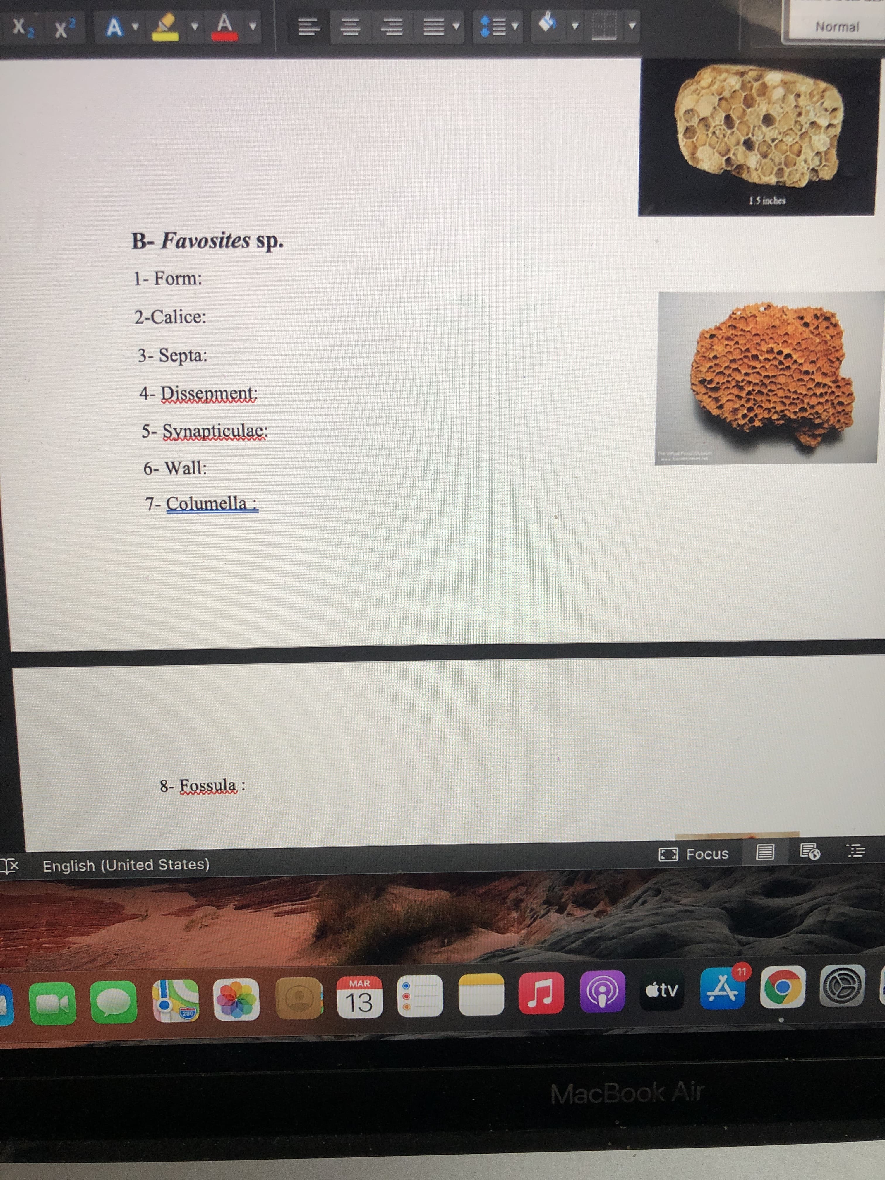 B- Favosites sp.
1- Form:
2-Calice:
3- Septa:
4- Dissenment
5- Synapticulae:
6- Wall:
7- Columella :
