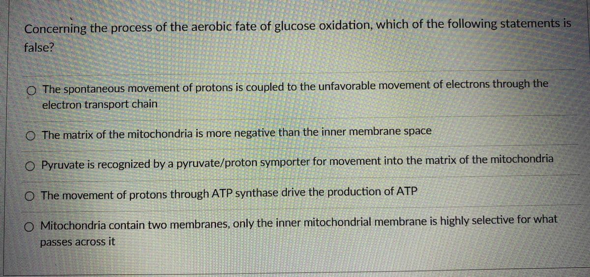 Concerning the process of the aerobic fate of glucose oxidation, which of the following statements is
false?
O The spontaneous movement of protons is coupled to the unfavorable movement of electrons through the
electron transport chain
O The matrix of the mitochondria is more negative than the inner membrane space
O Pyruvate is recognized bya pyruvate/proton symporter for movement into the matrix of the mitochondria
O The movement of protons through ATP synthase drive the production of ATP
O Mitochondria contain two membranes, only the inner mitochondrial membrane is highly selective for what
passes across it
