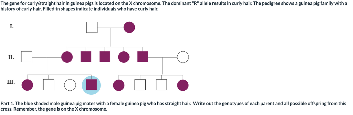 The gene for curly/straight hair in guinea pigs is located on the X chromosome. The dominant "R" allele results in curly hair. The pedigree shows a guinea pig family with a
history of curly hair. Filled-in shapes indicate individuals who have curly hair.
I.
II.
III.
Part 1. The blue shaded male guinea pig mates with a female guinea pig who has straight hair. Write out the genotypes of each parent and all possible offspring from this
cross. Remember, the gene is on the X chromosome.

