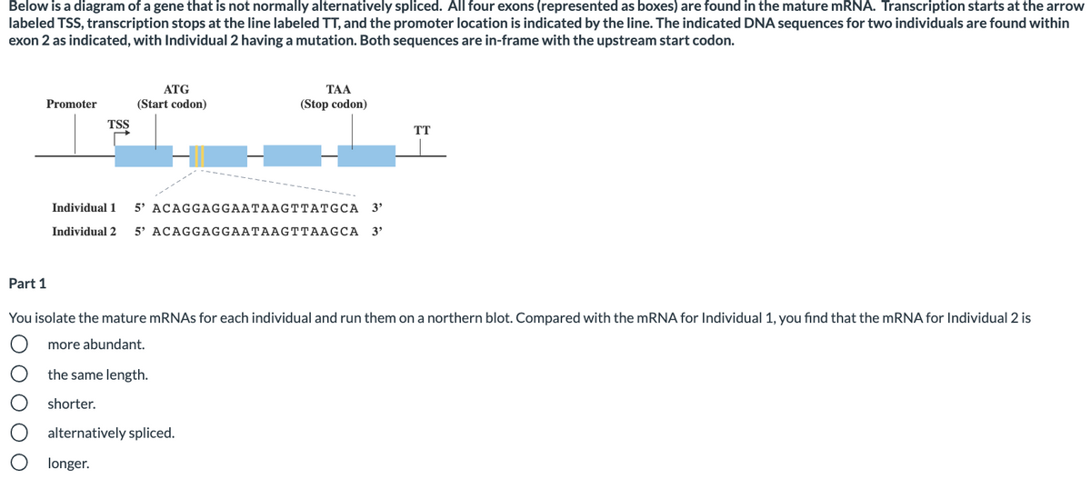 Below is a diagram of a gene that is not normally alternatively spliced. All four exons (represented as boxes) are found in the mature mRNA. Transcription starts at the arrow
labeled TSS, transcription stops at the line labeled TT, and the promoter location is indicated by the line. The indicated DNA sequences for two individuals are found within
exon 2 as indicated, with Individual 2 havinga mutation. Both sequences are in-frame with the upstream start codon.
ATG
ТАА
Promoter
(Start codon)
(Stop codon)
TSS
TT
Individual 1
5' ACAGGAGGAATAAGTTATGCA
3'
Individual 2
5' ACAGGAGGAATAAGTTAAGCA 3'
Part 1
You isolate the mature mRNAs for each individual and run them on a northern blot. Compared with the mRNA for Individual 1, you find that the MRNA for Individual 2 is
more abundant.
the same length.
shorter.
alternatively spliced.
longer.
