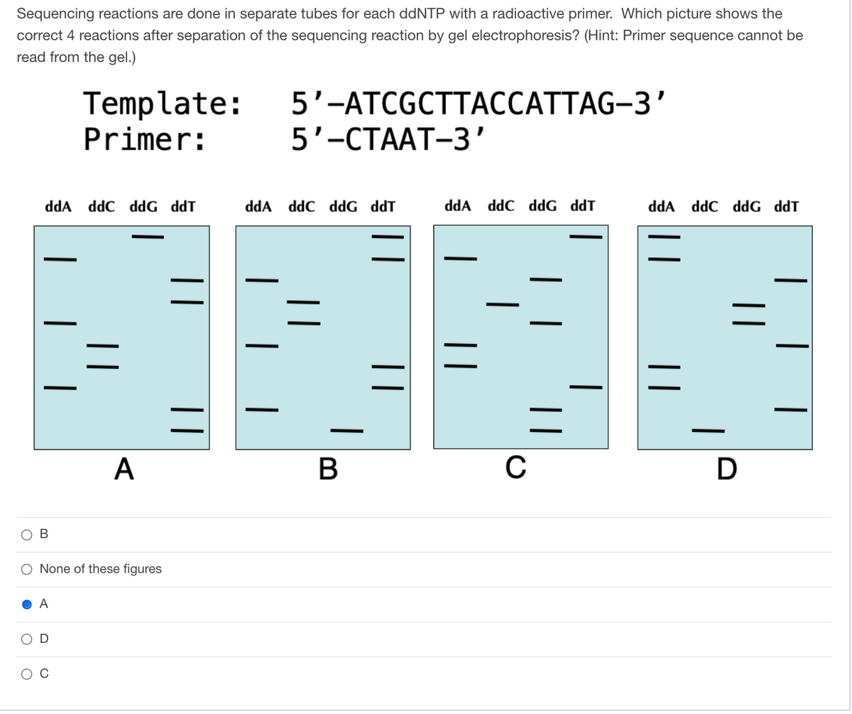 Sequencing reactions are done in separate tubes for each ddNTP with a radioactive primer. Which picture shows the
correct 4 reactions after separation of the sequencing reaction by gel electrophoresis? (Hint: Primer sequence cannot be
read from the gel.)
Template:
Primer:
5'-ATCGCTTACCATTAG-3'
5'-CTAAT-3'
ddA ddC ddG ddT
ddA
ddC ddG ddT
=
—
ddA ddC ddG ddT
=
A
B
O None of these figures
A
ddA ddC ddG ddT
B
C
D