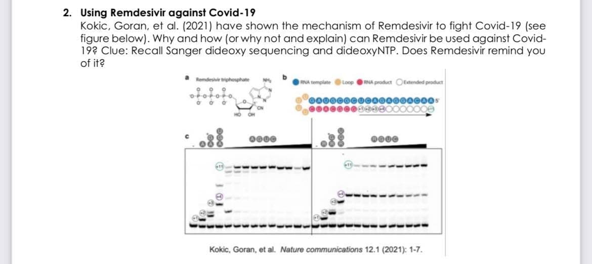 2. Using Remdesivir against Covid-19
Kokic, Goran, et al. (2021) have shown the mechanism of Remdesivir to fight Covid-19 (see
figure below). Why and how (or why not and explain) can Remdesivir be used against Covid-
19? Clue: Recall Sanger dideoxy sequencing and dideoxyNTP. Does Remdesivir remind you
of it?
Remdesivir triphosphate
RNA template Loop RNA product Oetended product
OPOPOP-o.
000000000000000000s
e000000d83800000O00
ON
0000
0000
Kokic, Goran, et al. Nature communications 12.1 (2021): 1-7.
