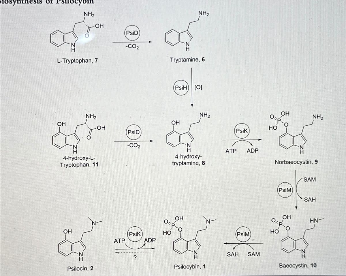 synthesis of suocybin
NH₂
-OH
L-Tryptophan, 7
OH
NH2
NH2
PsiD
-CO₂
Tryptamine, 6
(PsiH) [O]
NH2
NH₂
OH
-OH
HO
PsiD
PsiK
-CO₂
H
4-hydroxy-
ATP
ADP
H
tryptamine, 8
Norbaeocystin, 9
H
4-hydroxy-L-
Tryptophan, 11
SAM
PsiM)
SAH
HN
OH
O=P.
O=P-O
HO
PsiM
PsiK
OH
ADP
ATP
Psilocin, 2
SAH SAM
Psilocybin, 1
Baeocystin, 10