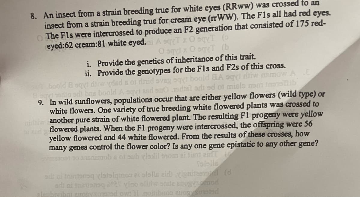 8. An insect from a strain breeding true for white eyes (RRww) was crossed to an
insect from a strain breeding true for cream eye (rrWW). The F1s all had red eyes.
o The Fls were intercrossed to produce an F2 generation that consisted of 175 red-
eyed:62 cream:81 white eyed. A sqyT * O qyT (
0 sqy x 0 sqyT (b
i. Provide the genetics of inheritance of this trait.
ii. Provide the genotypes for the F1s and F2s of this cross.
boold B sqyt dirwydad a ot drid svag sqyt boold a sy diw mow A
8 oyd zodio ad bas boold A sayt zad ono dist ori ed of misls nom tertib
9. In wild sunflowers, populations occur that are either yellow flowers (wild type) or
white flowers. One variety of true breeding white flowered plants was crossed to
another pure strain of white flowered plant. The resulting F1 progeny were yellow
flowered plants. When the F1 progeny were intercrossed, the offspring were 56
yellow flowered and 44 white flowered. From the results of these crosses, how
many genes control the flower color? Is any one gene epistatic to any other gene?
VIE29091 10 Insimob a ot sub vladil som ei find ein T
Tololis
sit al intens stolqmos ei ololle eid
ignites (d
ar ni instiensq 25 ylno olidw state agogysomod
pleubivibai erogysorted ow: il coilibnoo eurogy sorsted