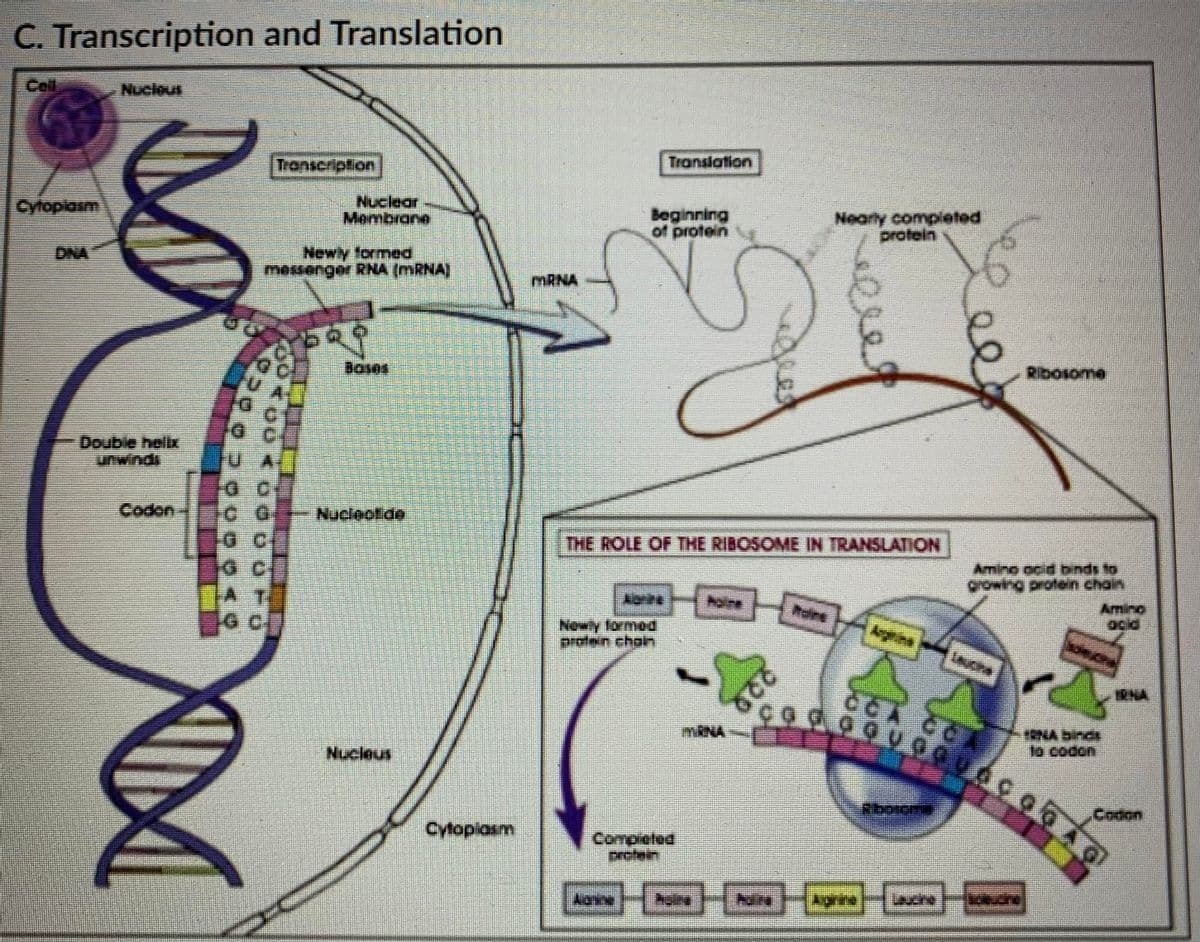 C. Transcription and Translation
Cell
Nucleus
Transeription
Translation
Cyfopiasm
Nuclear
Membrane
Beginring
of protein
Nearty completed
protein
DNA
Newly formed
messenger RNA (MRNA]
MRNA
Boses
Ribosome
Double hell
unwindi
Codon
Nucleotide
THE ROLE OF THE RIBOSOME IN TRANSLATION
Amino ocid binds to
A T
Aaine
o cf
Amino
acid
Newly formed
profein choln
Argrina
IRNA
CA CC
MRNA
NA Binds
Nucleus
Codon
Cytopiasm
Compieted
protein
220

