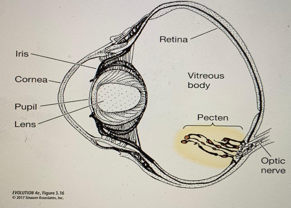 Retina
Iris
Vitreous
Cornea
body
Pupil
Pecten
Lens
Optic
nerve
EVOLUTION 4e, Figure 3.16
O 2017 Sinauer Associates, Inc.
