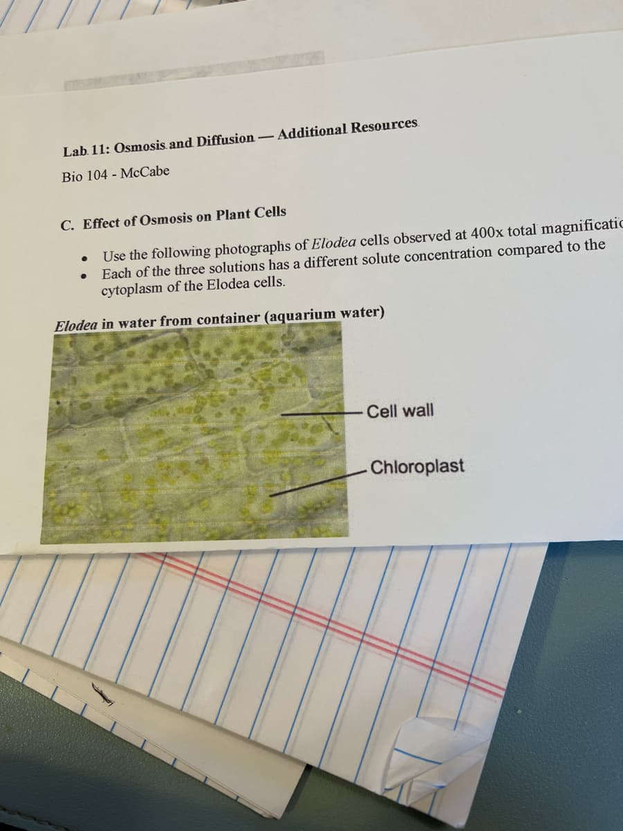 Lab. 11: Osmosis and Diffusion - Additional Resources.
Bio 104 McCabe
C. Effect of Osmosis on Plant Cells
Use the following photographs of Elodea cells observed at 400x total magnificatic
Each of the three solutions has a different solute concentration compared to the
cytoplasm of the Elodea cells.
Elodea in water from container (aquarium water)
●
●
Cell wall
-Chloroplast