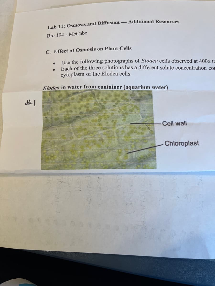 #1
Lab. 11: Osmosis and Diffusion - Additional Resources
Bio 104 - McCabe
C. Effect of Osmosis on Plant Cells
Use the following photographs of Elodea cells observed at 400x tc
Each of the three solutions has a different solute concentration com
cytoplasm of the Elodea cells.
●
●
Elodea in water from container (aquarium water)
Cell wall
-Chloroplast