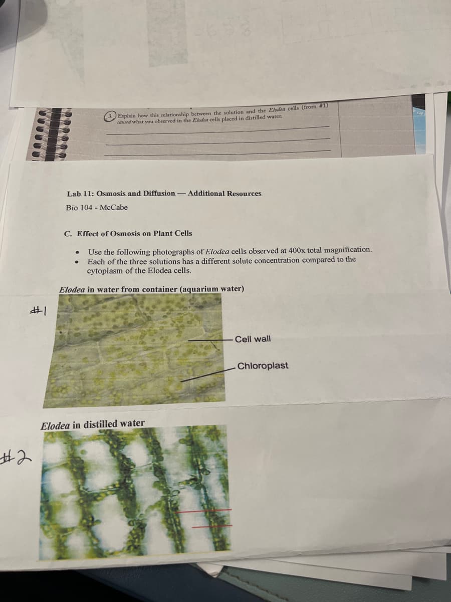#1
#2
3. Explain how this relationship between the solution and the Elodea cells (from #1)
caused what you observed in the Elodea cells placed in distilled water.
Lab. 11: Osmosis and Diffusion - Additional Resources.
Bio 104 McCabe
C. Effect of Osmosis on Plant Cells
●
Use the following photographs of Elodea cells observed at 400x total magnification.
Each of the three solutions has a different solute concentration compared to the
cytoplasm of the Elodea cells.
Elodea in water from container (aquarium water)
Elodea in distilled water
Cell wall
Chloroplast