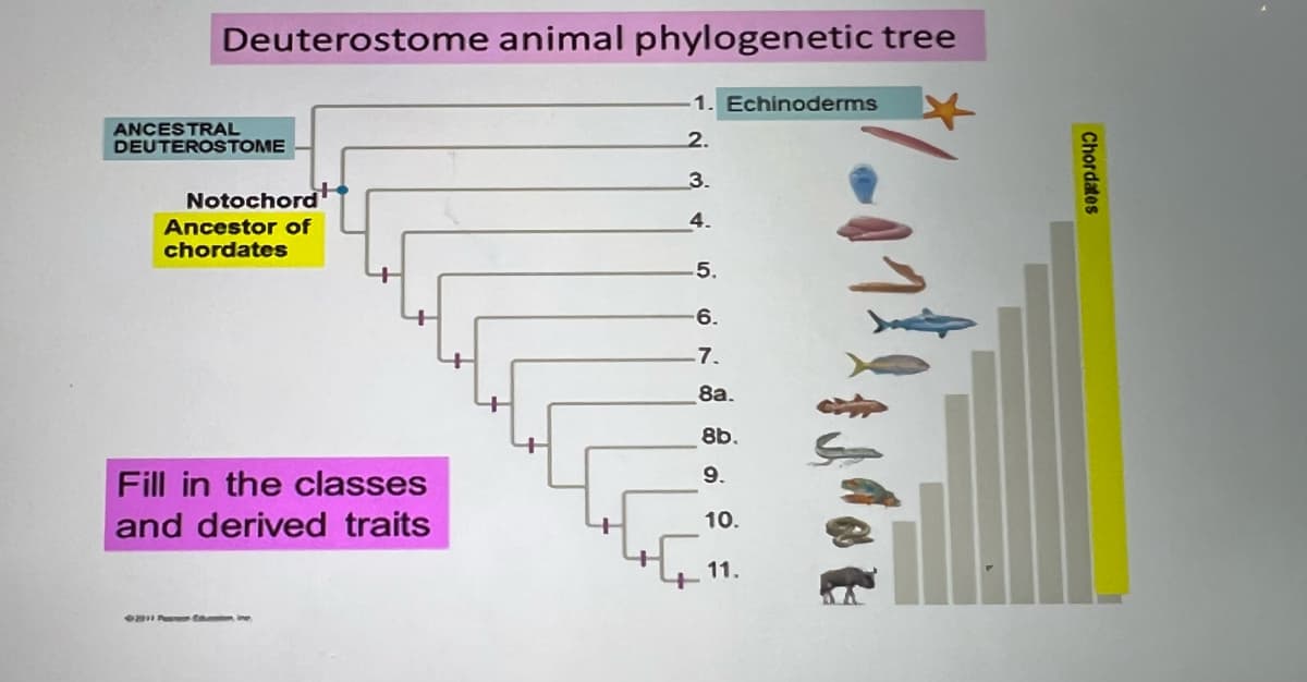 Deuterostome animal phylogenetic tree
1. Echinoderms
ANCESTRAL
DEUTEROSTOME
2.
3.
Notochord
4.
Ancestor of
chordates
5.
6.
-7.
8a.
8b.
9.
Fill in the classes
and derived traits
10.
11.
Chordates
