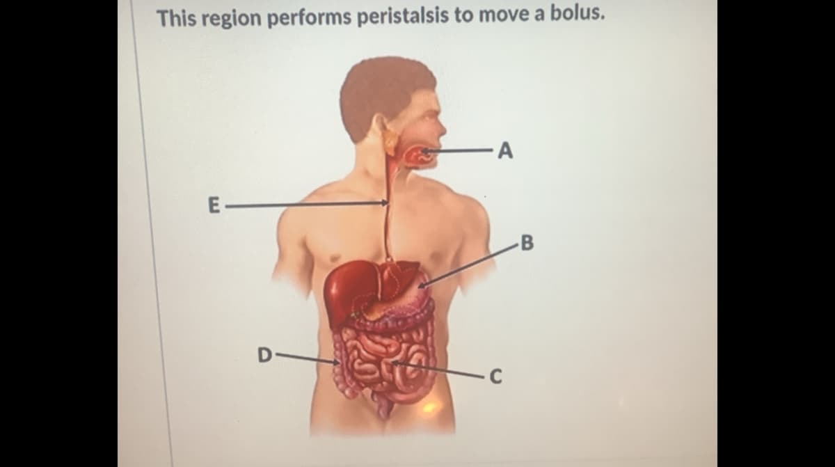 This region performs peristalsis to move a bolus.
-B
D
