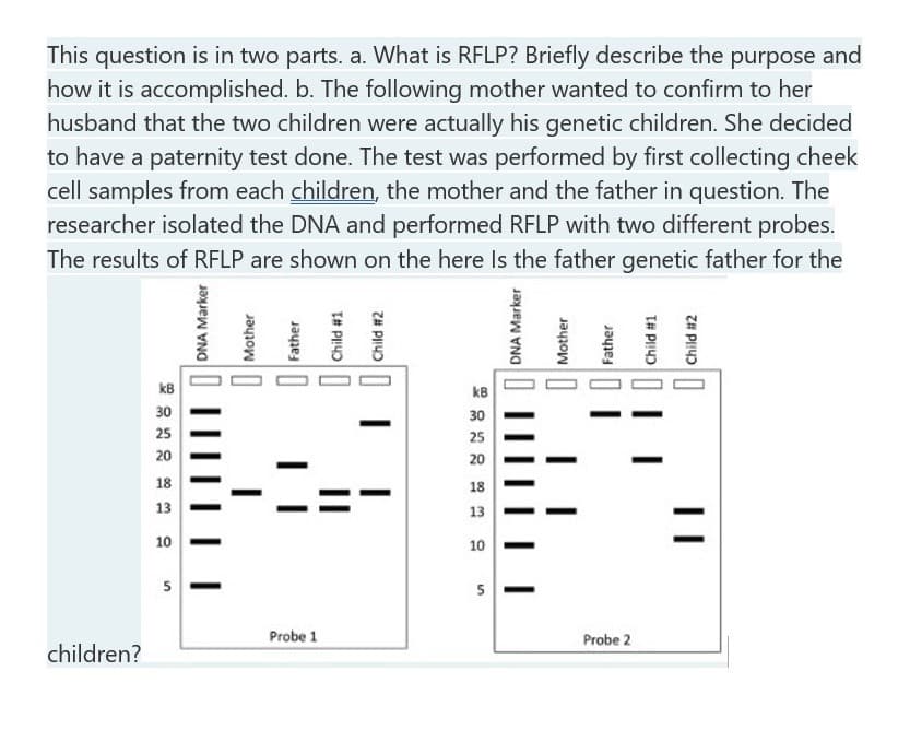 This question is in two parts. a. What is RFLP? Briefly describe the purpose and
how it is accomplished. b. The following mother wanted to confirm to her
husband that the two children were actually his genetic children. She decided
to have a paternity test done. The test was performed by first collecting cheek
cell samples from each children, the mother and the father in question. The
researcher isolated the DNA and performed RFLP with two different probes.
The results of RFLP are shown on the here Is the father genetic father for the
kB
kB
30
30
25
25
20
20
18
18
13
13
10
10
Probe 1
Probe 2
children?
DNA Marker
||| |
I Mother
Father
T# PIND
