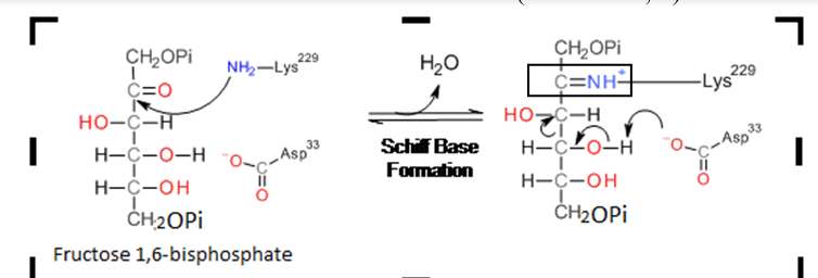 CH2OPI
C=NH-
CH2OPI
229
NH,-Lys
H20
229
C=0
-Lys
но-с-н
но-с-н
33
Asp
H-C2o-H
H-C-OH
ČH2OPI
Н-с-о-н
„Asp
33
Schif Base
Formation
H-C-OH
ČH2OPI
Fructose 1,6-bisphosphate

