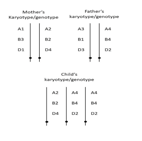 Mother's
Karyotype/genotype
Father's
karyotype/genotype
A1
A2
АЗ
A4
вз
B2
B1
B4
D1
D4
D3
D2
Child's
karyotype/genotype
A2
A4
A4
B2
B4
B4
D4
D2
D2
