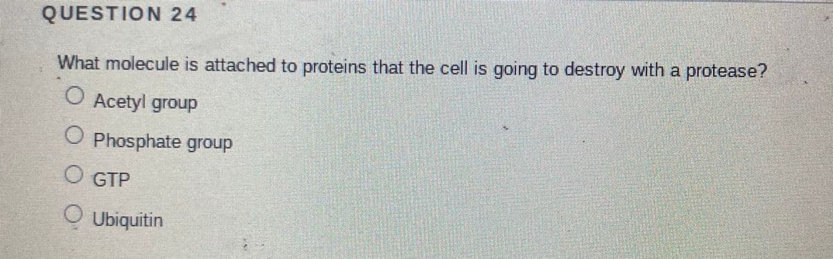 QUESTION 24
What molecule is attached to proteins that the cell is going to destroy with a protease?
O Acetyl group
O Phosphate group
O GTP
Ubiquitin
