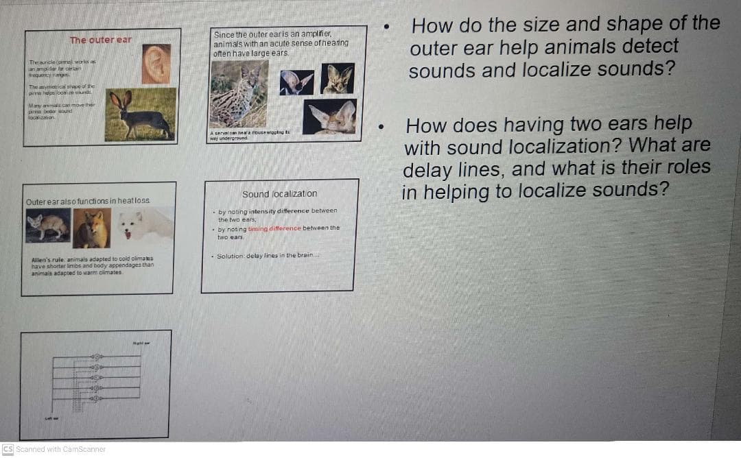How do the size and shape of the
outer ear help animals detect
sounds and localize sounds?
Since the outer earis an amplifier,
animals with an acute sense ofhearng
often have large ears.
The outer ear
Thearicle (pr works
an ampier lur cerin
quercyra
The vttietical ure e
pime hepsbcalie
Mary ms can move ther
locaritaion
How does having two ears help
with sound localization? What are
delay lines, and what is their roles
helping to localize sounds?
Aserval oan hear a mouse woolng t
way underground
Sound (ocalization
Outer ear also functions in heatloss
- by noting intensity difference between
the two ears,
- by noting timing difference between the
two ears
- Solution: delay lines in the brain..
Allen's ruie animals adapted to cold olimates
have shorter limbs and body appendages than
animais adapted to warm cimates
Cs Scanned with CamScanner
