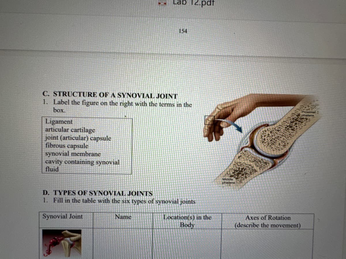 Lab 12.pdf
154
C. STRUCTURE OF A SYNOVIAL JOINT
1. Label the figure on the right with the terms in the
box.
Ligament
articular cartilage
joint (articular) capsule
fibrous capsule
synovial membrane
cavity containing synovial
fluid
Proximal
phalanx
D. TYPES OF SYNOVIAL JOINTS
1. Fill in the table with the six types of synovial joints
Synovial Joint
Name
Middle
phalanx
Location(s) in the
Body
Axes of Rotation
(describe the movement)