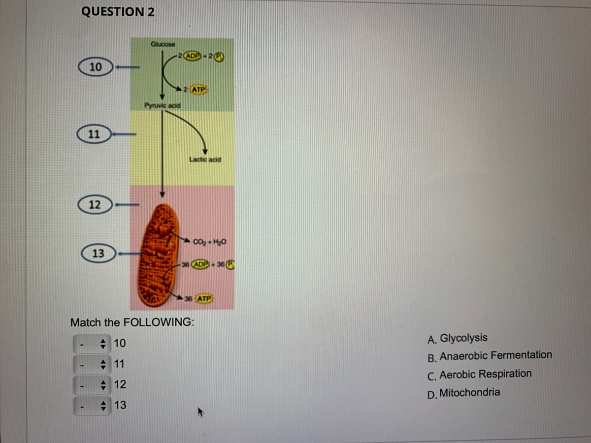 QUESTION 2
10
11
12
Glucose
ADP+29
Pyruvic acid
2 ATP
Lactic acid
13
ADP 36P
36 ATP
Match the FOLLOWING:
L
10
11
12
13
A
A. Glycolysis
B. Anaerobic Fermentation
C. Aerobic Respiration
D. Mitochondria