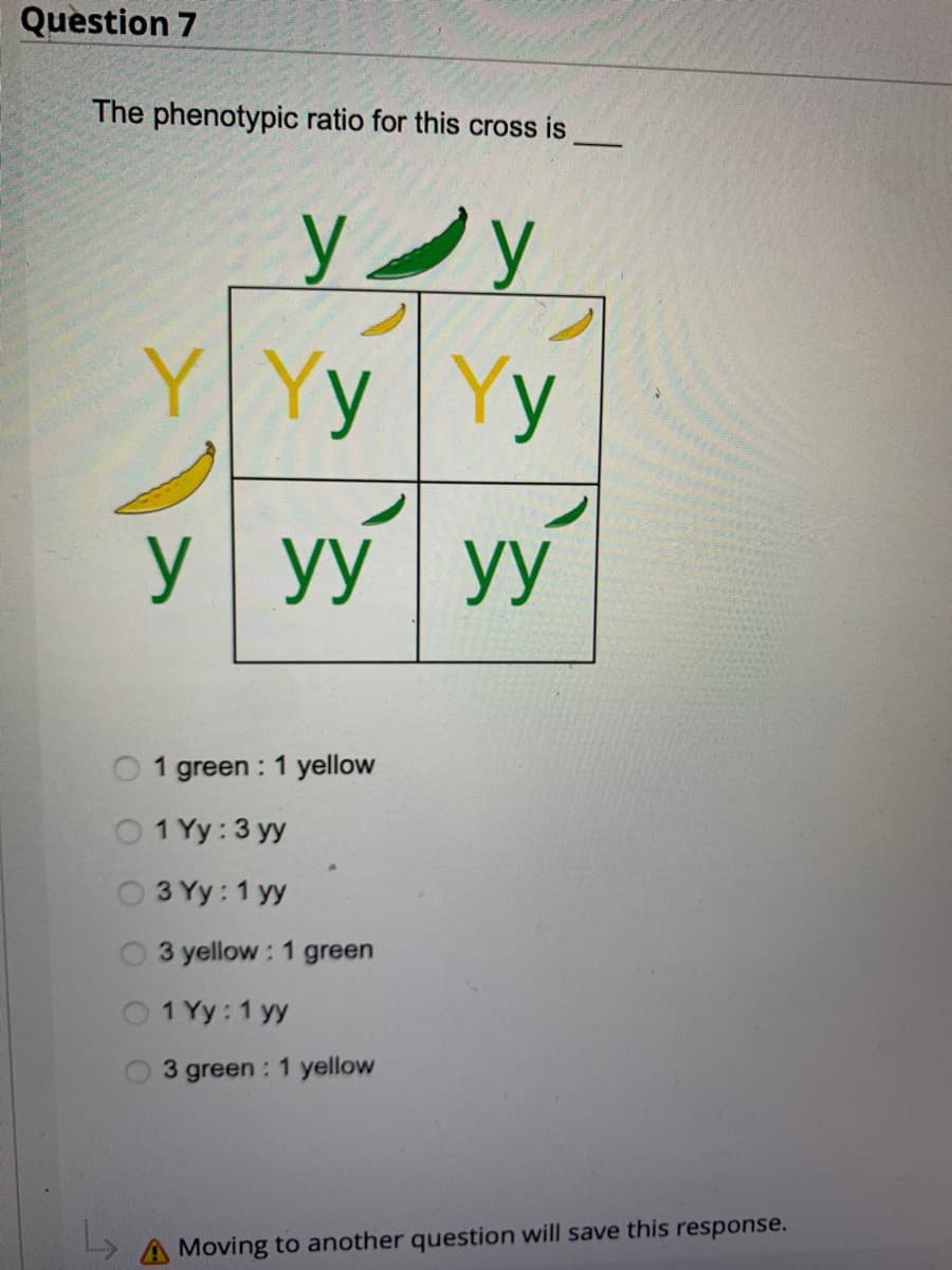 Question 7
The phenotypic ratio for this cross is
0
0
Уу
YYyYy
y У
yy yy
Уу
1 green : 1 yellow
1 Yy : 3 yy
3 Yy : 1 yy
3 yellow : 1 green
1 Yy : 1 yy
3 green : 1 yellow
Б
A Moving to another question will save this response.