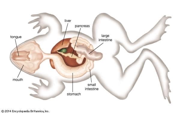 liver
pancreas
tongue
large
intestine
mouth
small
intestine
stomach
© 2014 Encyclopedia Britannica, Inc.
