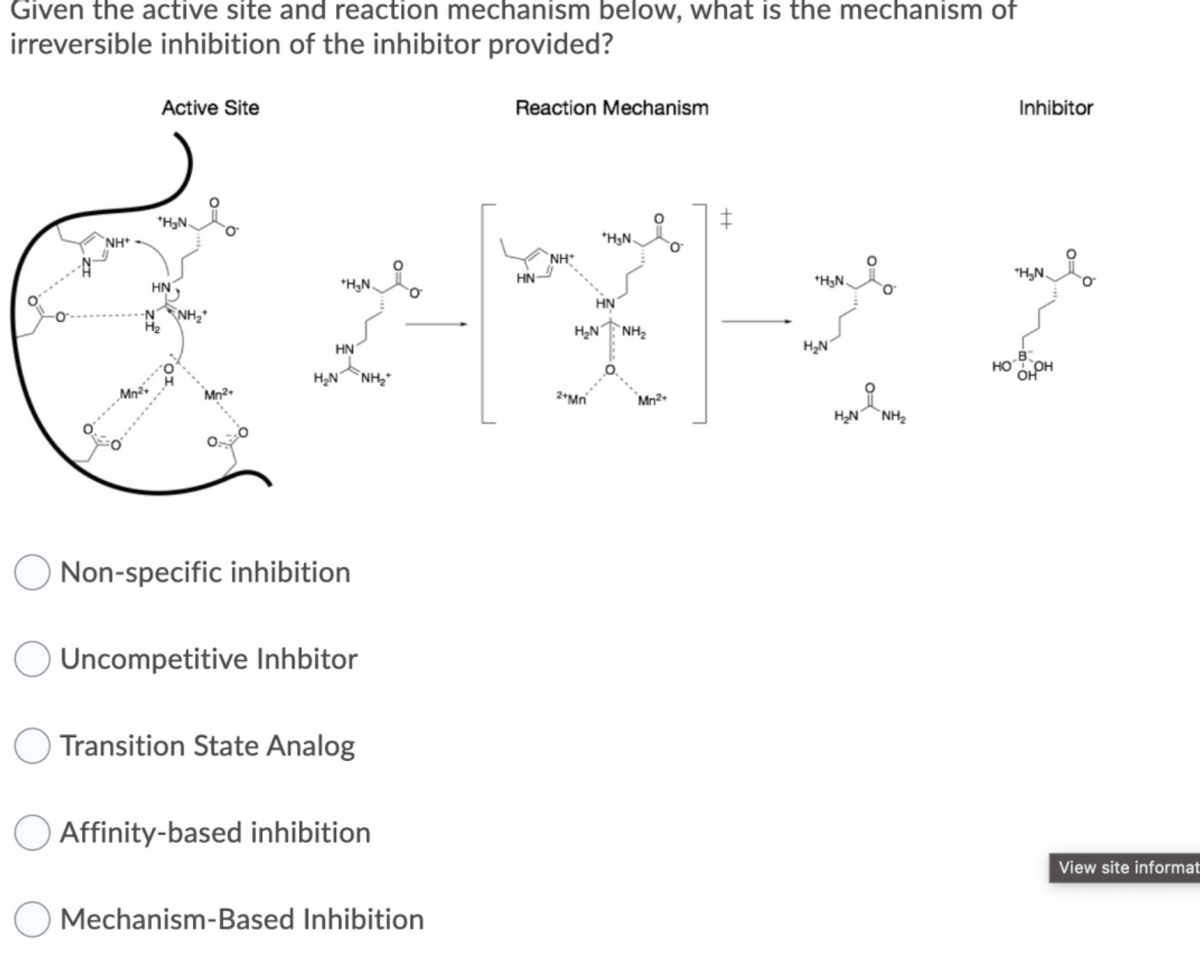 Given the active site and reaction mechanism below, what is the mechanism of
irreversible inhibition of the inhibitor provided?
NH+
Active Site
Mn²+
*H₂N.
HN
N NH
H₂
Mn²+
+H₂N.
HN
H₂N "NH₂
Non-specific inhibition
Uncompetitive Inhbitor
I
Transition State Analog
Affinity-based inhibition
Mechanism-Based Inhibition
Reaction Mechanism
HN
NH
*H₂N
HN
HẠN TÌNH,
2+Mn
Mn²+
‡
+H₂N.
H₂N
H₂N
NH₂
Inhibitor
i
*H₂N.
B
но в он
OH
View site informat