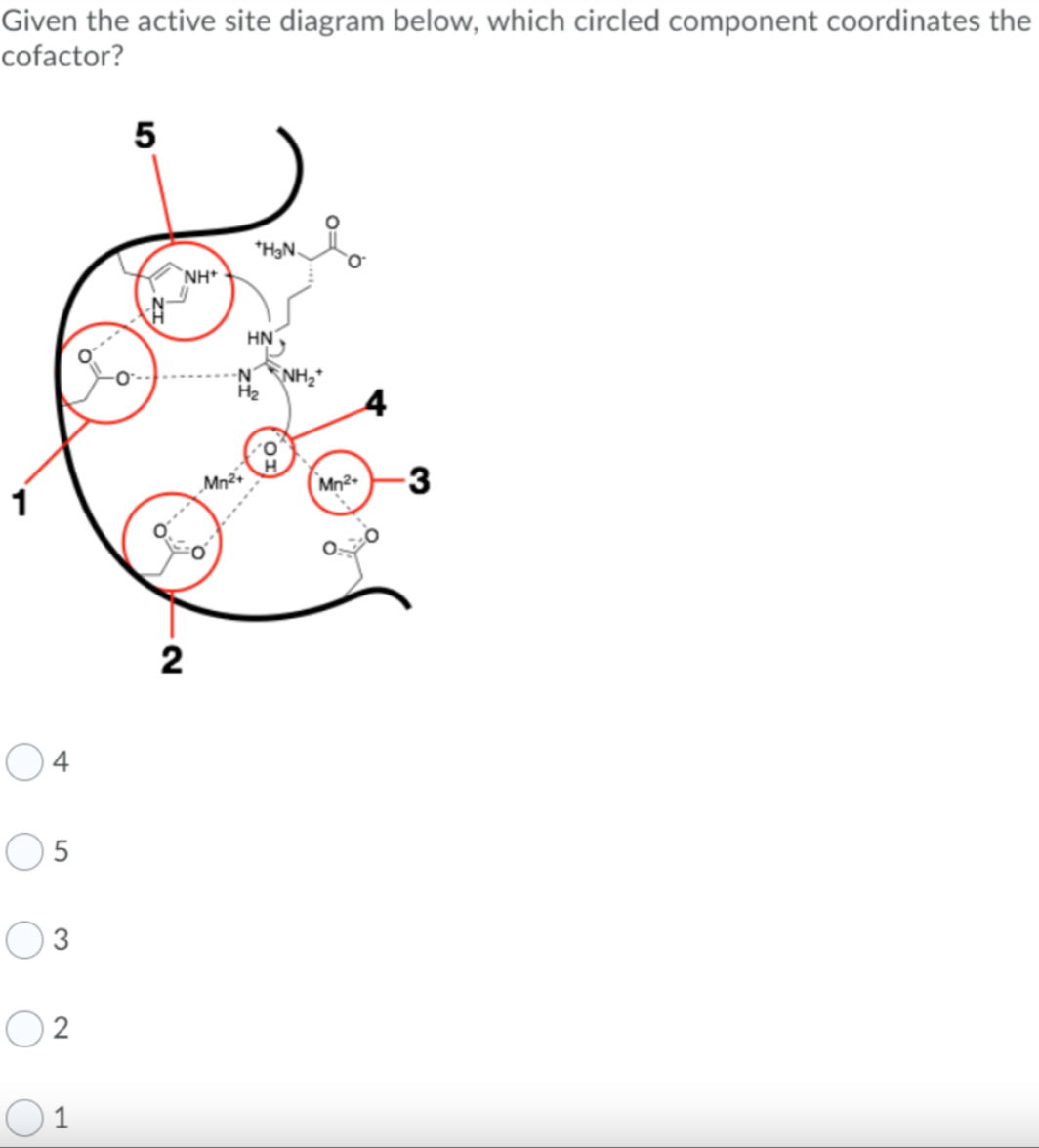 Given the active site diagram below, which circled component coordinates the
cofactor?
05
02
1
5
NH
2
*H₂N.
HN
N NH
H₂
Mn²+
Mn²+
-3