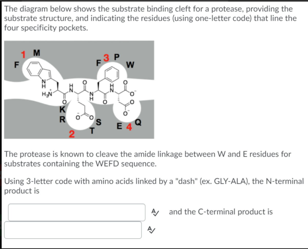 The diagram below shows the substrate binding cleft for a protease, providing the
substrate structure, and indicating the residues (using one-letter code) that line the
four specificity pockets.
1 M
F
H₂N
K
R
IZ
2
3 P
F
S
W
оо
E 4
The protease is known to cleave the amide linkage between W and E residues for
substrates containing the WEFD sequence.
Using 3-letter code with amino acids linked by a "dash" (ex. GLY-ALA), the N-terminal
product is
A and the C-terminal product is
A