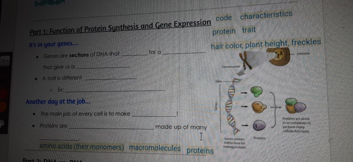 characteristics
Part 1: Function of Protein Sunthesis and Gene Expression
protein trait
It's in your genes....
hair color plant helght, freckles
for a
Genes are sections of DNA that
18
that give us a
A trait is different
o Ex:
Another day at the job..
The main job of every cell is to make
Proteins are
made up of many
amino acids (their monomers) macromblecules
proteins
Part 2: DNA
