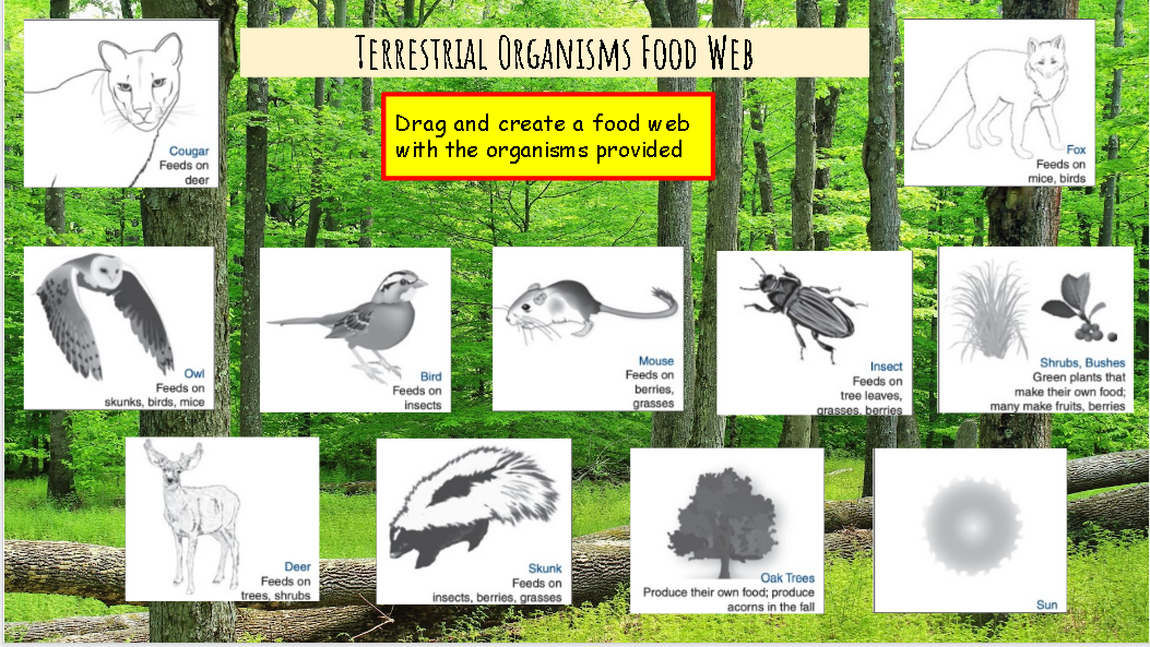 TERRESTRIAL ORGANISMS FOOD WEB
Drag and create a food w eb
with the organisms provided
Fox
Cougar
Feeds on
Feeds on
mice, birds
deer
Mouse
Feeds on
berries,
Shrubs, Bushes
Green plants that
make their own food;
many make fruits, berries
Insect
Owl
Feeds on
Bird
Feeds on
Feeds on
tree leaves,
grasses, berries
skunks, birds, mice
insects
grasses
Deer
Feeds on
Skunk
Oak Trees
Produce their own food; produce
acorns in the fall
Feeds on
trees, shrubs
insects, berries, grasses
Sun
