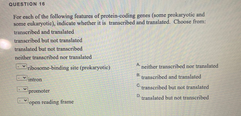 QUESTION 16
For each of the following features of protein-coding genes (some prokaryotic and
some eukaryotic), indicate whether it is transcribed and translated. Choose from:
transcribed and translated
transcribed but not translated
translated but not transcribed
neither transcribed nor translated
ribosome-binding site (prokaryotic)
neither transcribed nor translated
transcribed and translated.
intron
transcribed but not translated
promoter
translated but not transcribed
open reading frame

