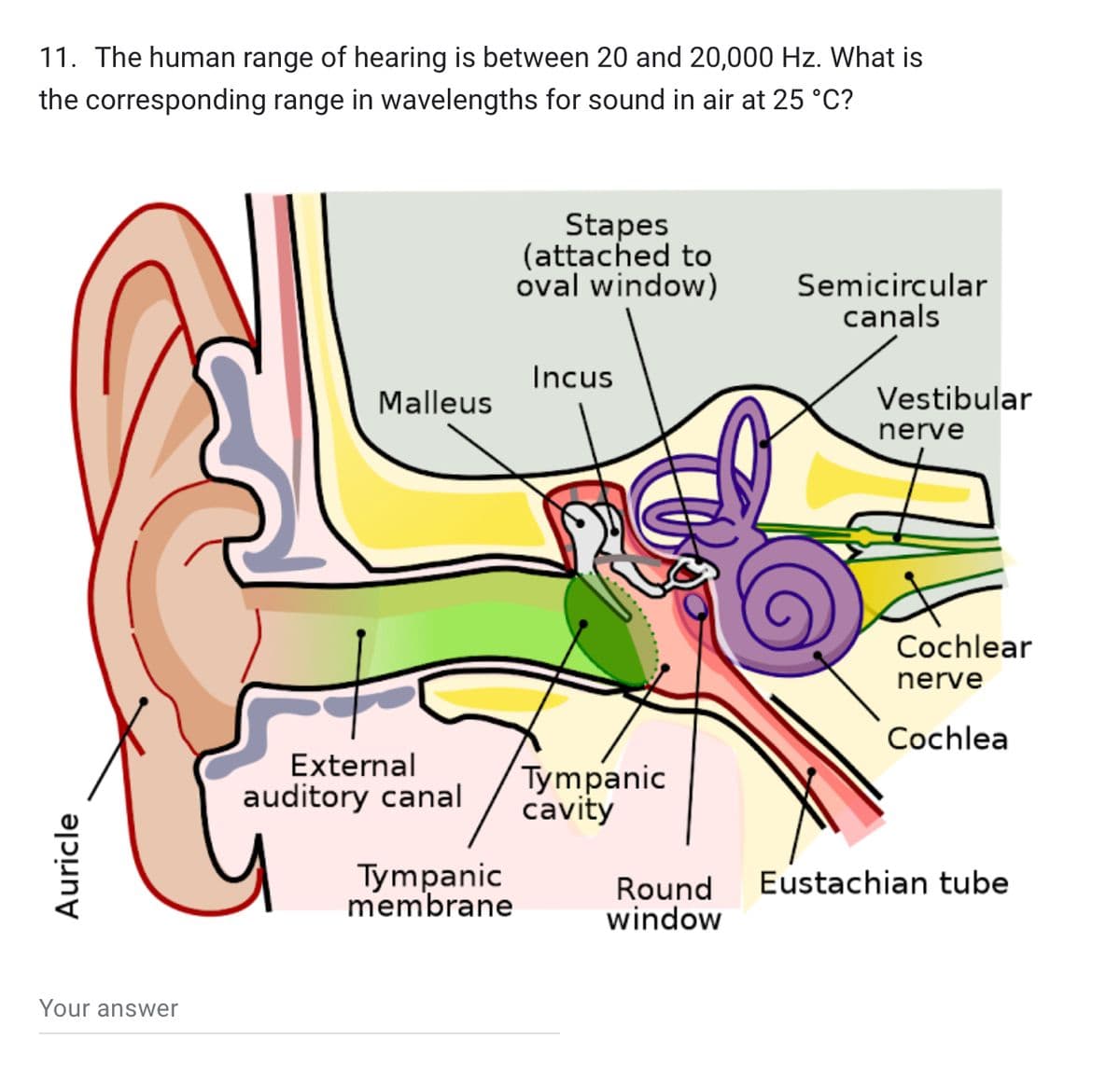 Auricle
11. The human range of hearing is between 20 and 20,000 Hz. What is
the corresponding range in wavelengths for sound in air at 25 °C?
Your answer
Stapes
(attached to
oval window)
Semicircular
Incus
Malleus
External
auditory canal
Tympanic
membrane
canals
Vestibular
nerve
Cochlear
nerve
Cochlea
Tympanic
cavity
Round
Eustachian tube
window