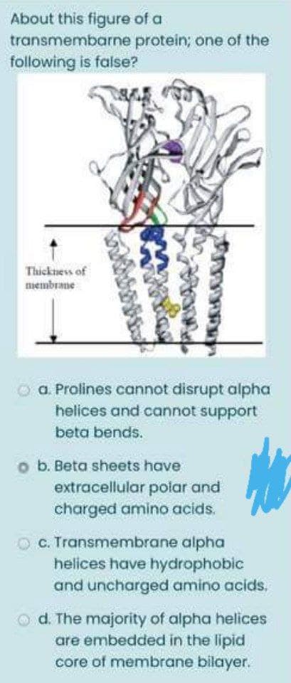 About this figure of a
transmembarne protein; one of the
following is false?
Thickness of
membrane
a. Prolines cannot disrupt alpha
helices and cannot support
beta bends.
o b. Beta sheets have
extracellular poiar and
charged amino acids.
c. Transmembrane alpha
helices have hydrophobic
and uncharged amino acids.
d. The majority of alpha helices
are embedded in the lipid
core of membrane bilayer.
