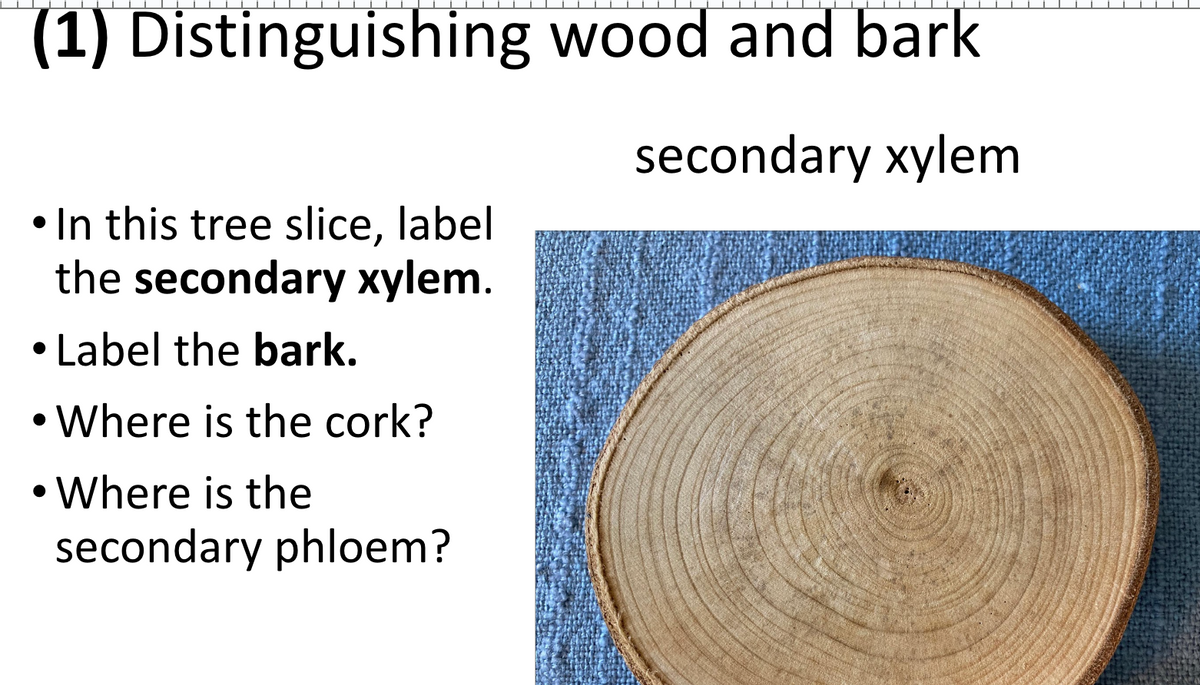 (1) Distinguishing wood and bark
• In this tree slice, label
the secondary xylem.
•
Label the bark.
Where is the cork?
• Where is the
secondary phloem?
secondary xylem