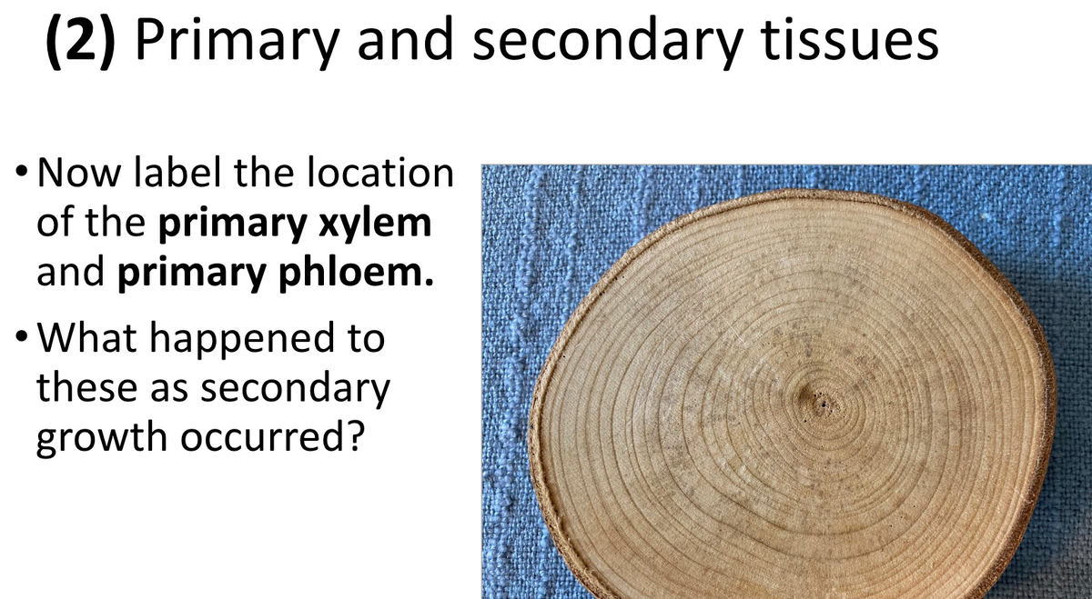 (2) Primary and secondary tissues
Now label the location
of the primary xylem
and primary phloem.
•What happened to
these as secondary
growth occurred?