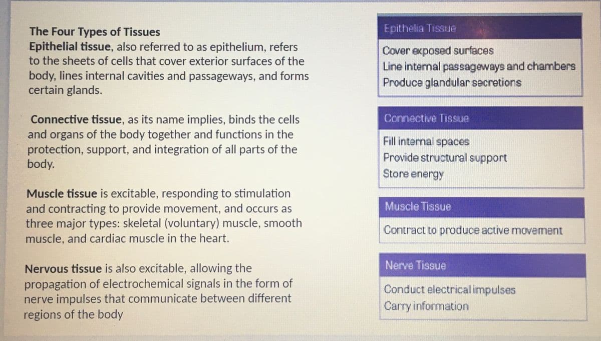 The Four Types of Tissues
Epithelial tissue, also referred to as epithelium, refers
to the sheets of cells that cover exterior surfaces of the
body, lines internal cavities and passageways, and forms
certain glands.
Connective tissue, as its name implies, binds the cells
and organs of the body together and functions in the
protection, support, and integration of all parts of the
body.
Muscle tissue is excitable, responding to stimulation
and contracting to provide movement, and occurs as
three major types: skeletal (voluntary) muscle, smooth
muscle, and cardiac muscle in the heart.
Nervous tissue is also excitable, allowing the
propagation of electrochemical signals in the form of
nerve impulses that communicate between different
regions of the body
Epithelia Tissue
Cover exposed surfaces
Line internal passageways and chambers
Produce glandular secretions
Connective Tissue
Fill internal spaces
Provide structural support
Store energy
Muscle Tissue
Contract to produce active movement
Nerve Tissue
Conduct electrical impulses
Carry information