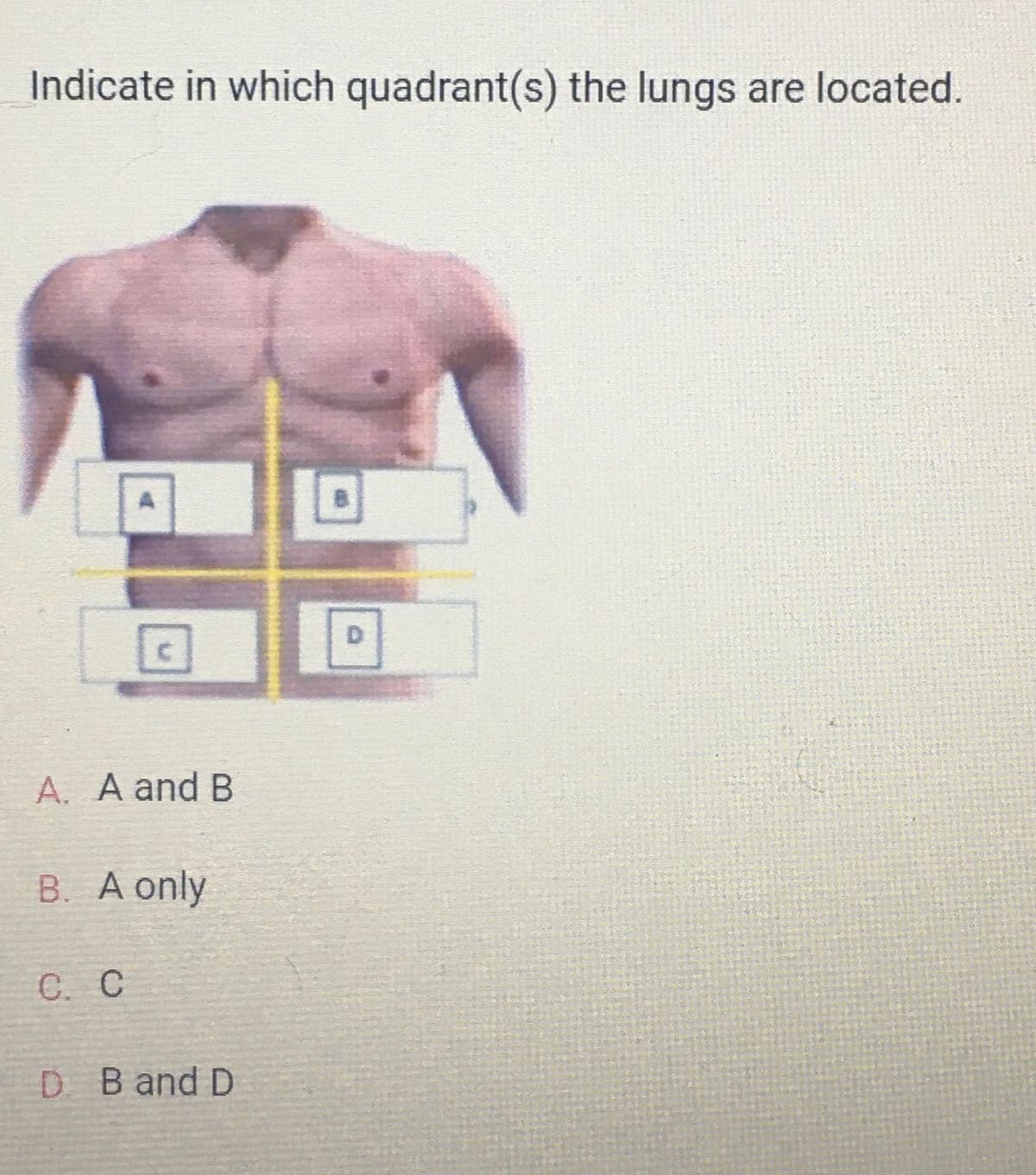 Indicate in which quadrant(s) the lungs are located.
A
C
A. A and B
C. C
B. A only
D. B and D
D